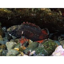 Sebastes hubbsi (Matsubara, 1937)