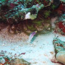 Nemateleotris helfrichi Randall et Allen, 1973