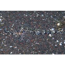 Thysanophrys celebica (Bleeker, 1854)