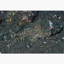 Thysanophrys celebica (Bleeker, 1854)