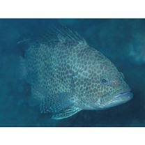 Epinephelus areolatus (Forsskal, 1775)