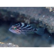 Epinephelus morrhua (Valenciennes, 1833)