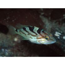 Epinephelus morrhua (Valenciennes, 1833)