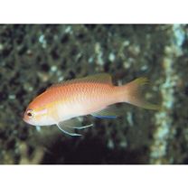 Tosana niwae Smith et Pope, 1906