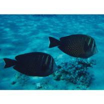 Zebrasoma desjardinii (Bennett, 1836)