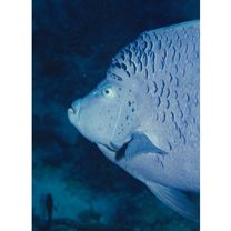 Pomacanthus maculosus (Forsskal, 1775)