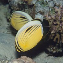 イクスキジット・バタフライフィッシュ