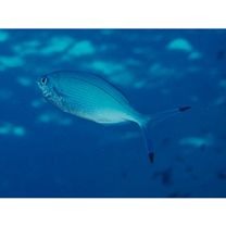 Caesio lunaris Cuvier, 1830