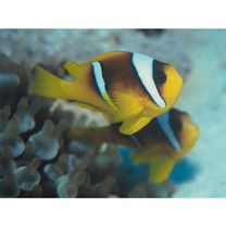 Amphiprion bicinctus Ruppell, 1828