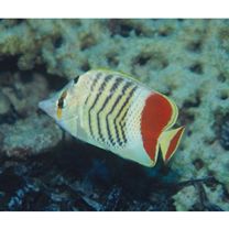 Chaetodon paucifasciatus Ahl, 1923