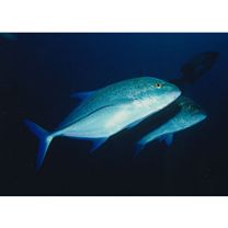 Caranx melampygus Cuvier, 1833