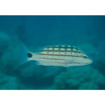 Lutjanus decussatus (Cuvier, 1828)