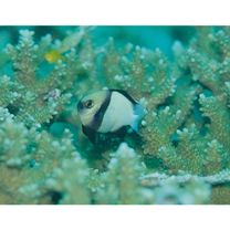 インディアン・ダシルス