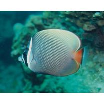 Chaetodon collare Bloch, 1787