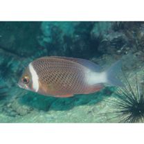 Scolopsis vosmeri (Bloch, 1792)