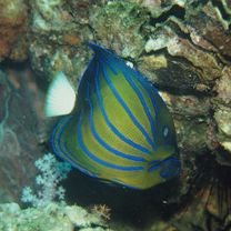 Pomacanthus annularis (Bloch, 1789)