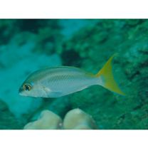 Scolopsis monogramma (Cuvier, 1830)