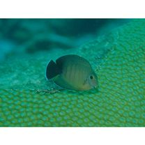 Acanthurus tristis Randall, 1993