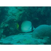 Chaetodon decussatus Cuvier, 1829