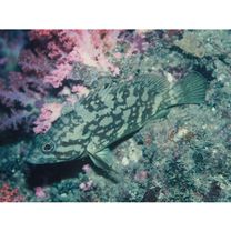 Epinephelus erythrurus (Valenciennes, 1828)