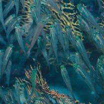 Verulux cypselurus (Weber, 1909)