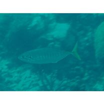 Atule mate (Cuvier, 1833)