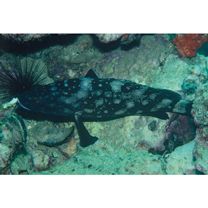 Epinephelus coeruleopunctatus (Bloch, 1790)