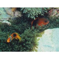 Amphiprion ephippium (Bloch, 1790)