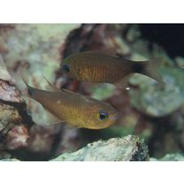 Taeniamia macroptera (Cuvier, 1828)