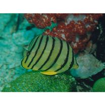 Chaetodon octofasciatus Bloch, 1787