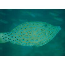 Aluterus scriptus (Osbeck, 1765)