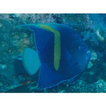 Pomacanthus maculosus (Forsskal, 1775)