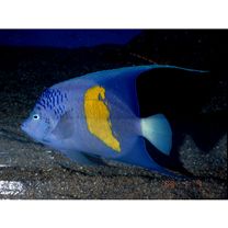 Pomacanthus maculosus (Forsskal, 1775)