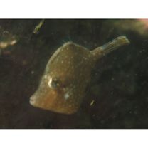 Rudarius ercodes Jordan et Fowler, 1902