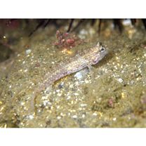 Istigobius campbelli (Jordan et Snyder, 1901)