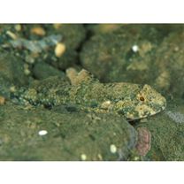 Bathygobius fuscus (Ruppell, 1830)