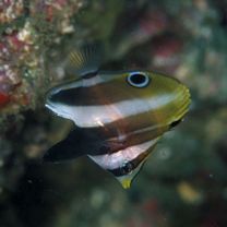 Coradion altivelis McCulloch, 1916