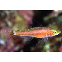 Trimma yoshinoi Suzuki, Yano et Senou, 2015