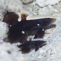 Lotilia klausewitzi Shibukawa, Suzuki et Senou, 2012