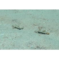 Gobiidae, indeterminate genus et species