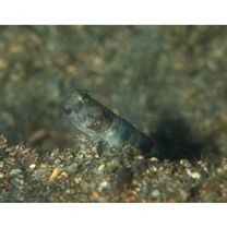 Cryptocentrus shigensis Kuroda, 1956