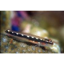 Eviota sebreei Jordan et Seale, 1906