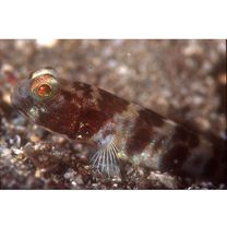 Cryptocentrus shigensis Kuroda, 1956