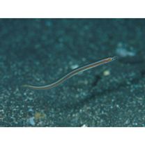 Gunnellichthys viridescens Dawson, 1968