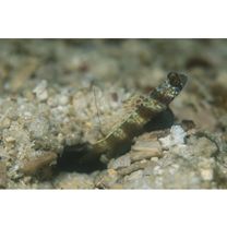 Amblyeleotris latifasciata Polunin et Lubbock, 1979