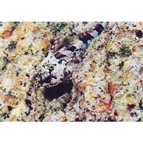 Ocynectes maschalis Jordan et Starks, 1904