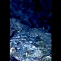 Rhinomuraena quaesita Garman, 1888