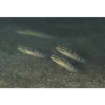 Amblygobius bynoensis (Richardson, 1844)