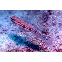 Amblygobius buanensis Herre, 1927