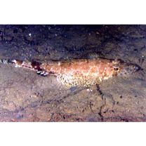 Platycephalidae, indet. gen. & sp